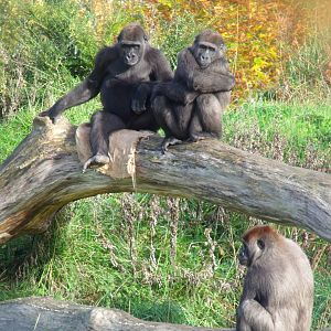 Kafi, Kituba, Kimbiri