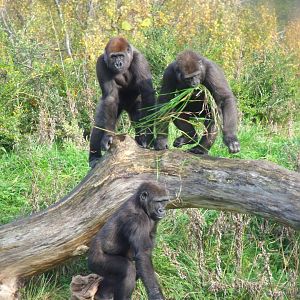 Kafi, Kituba, Kimbiri