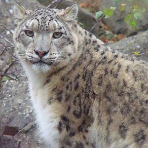 Snow leopard