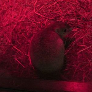brushtail bettong