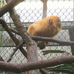 golden lion tamarin