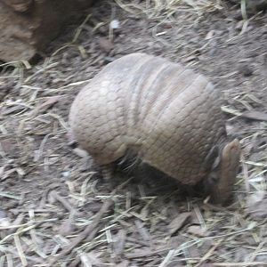 La Plata 3 banded armadillo