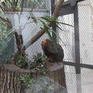 golden headed lion tamarin