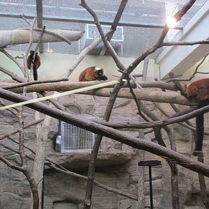 red ruffed lemurs