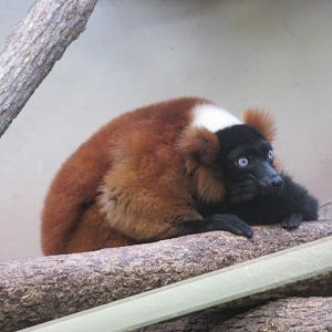 red ruffed lemur