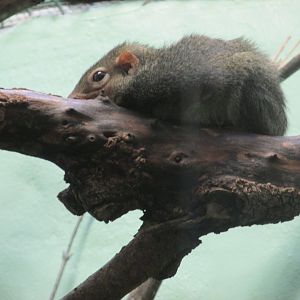 northern tree shrew