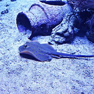 Bluespotted ribbontail ray