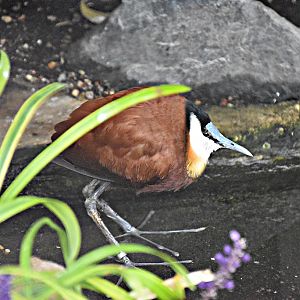 African jacana
