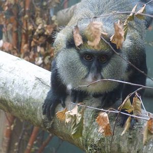 Lowe's Guenon
