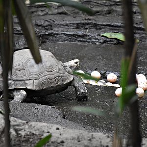Asian forest tortoise