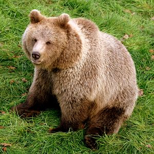 One of the new brown bears; Whipsnade; 3rd November 2017