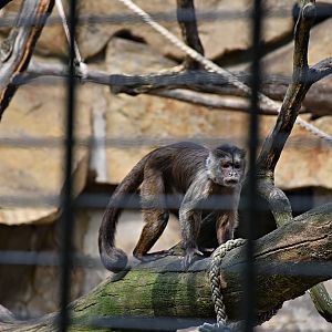 Wedge-capped capuchin
