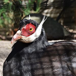 Brown eared pheasant