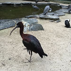 Glossy ibis