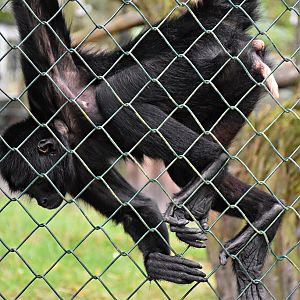 Black-headed spider monkey
