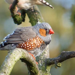 Zebra Finch