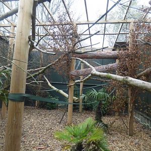 Lowe's Guenon, Crowned Guenon & Diana Monkey Enclosure