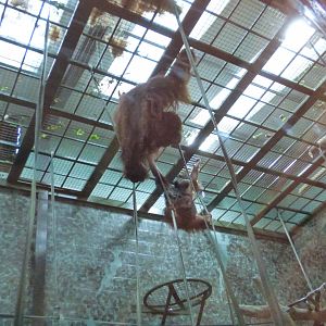 Batu, Maliku and Basuki eating high up