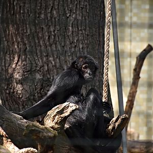 Black-headed spider monkey