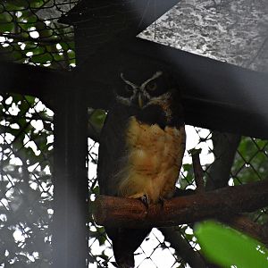 Spectacled owl