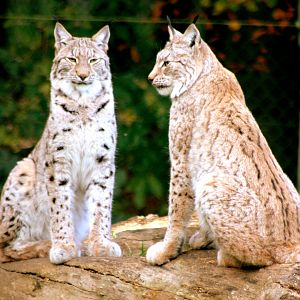 Northern lynx; Whipsnade; 3rd November 2017