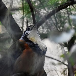 Greater Necklaced Laughingthrush