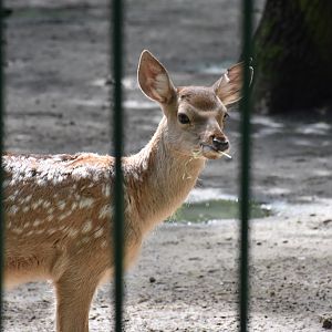 Bactrian deer