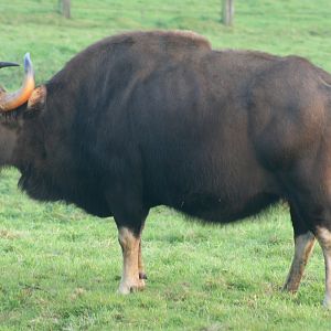 Gaur; Whipsnade; 3rd November 2017