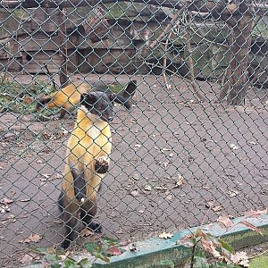 Yellow-throated marten