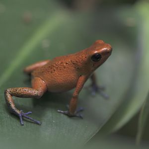 Strawberry poison dart frog