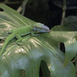Blue-headed anole drinking