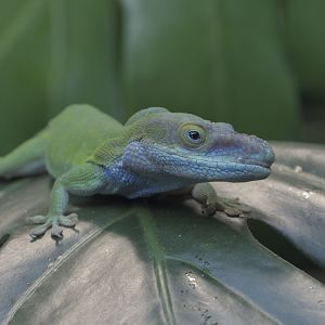 Blue-headed anole