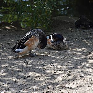 Chiloé wigeon