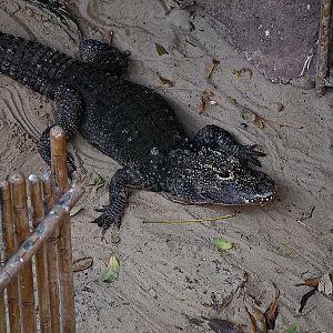 Chinese alligator