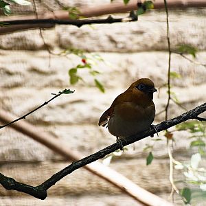 Garrulax poecilorhyncha berthemy