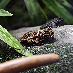 Oriental fire-bellied toad