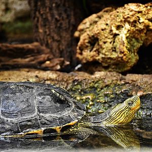 Chinese Stripeneck Turtle