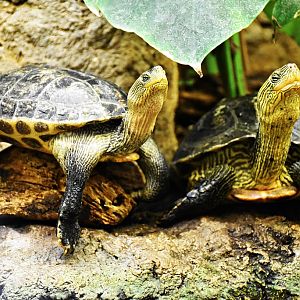 Chinese Stripeneck Turtle