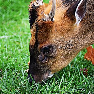 Reeves's muntjac