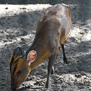 Reeves's muntjac