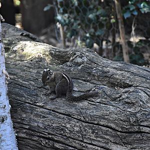 Asiatic striped squirrel