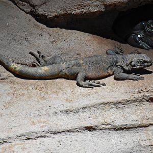 Chuckwalla