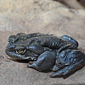 Colorado River toad