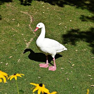 Coscoroba swan