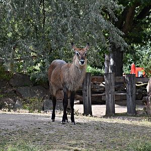Defassa waterbuck