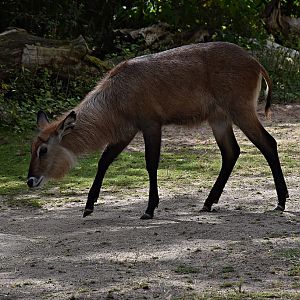 Defassa waterbuck