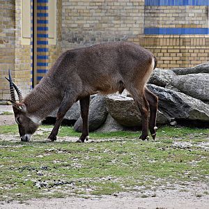 Defassa waterbuck