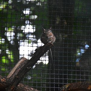 Common degu