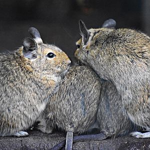 Common degu
