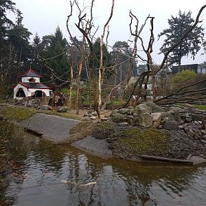 Japanese macaque-island